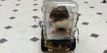 Крысы научились водить (ВИДЕО)