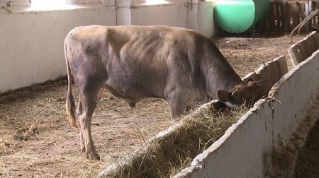 В Махачкале организовали «штрафстоянку» для коров