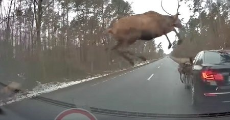 На трассе олени пытались перепрыгнуть автомобиль (видео)